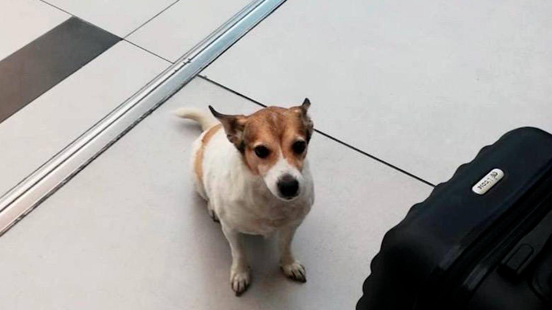 Фото: t.me pulkovo_led