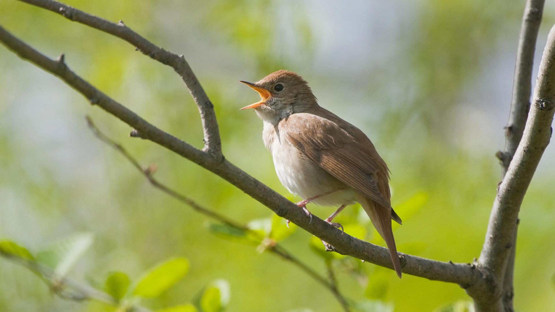 Фото: Frank Sommariva imageBROKER.com globallookpress.com