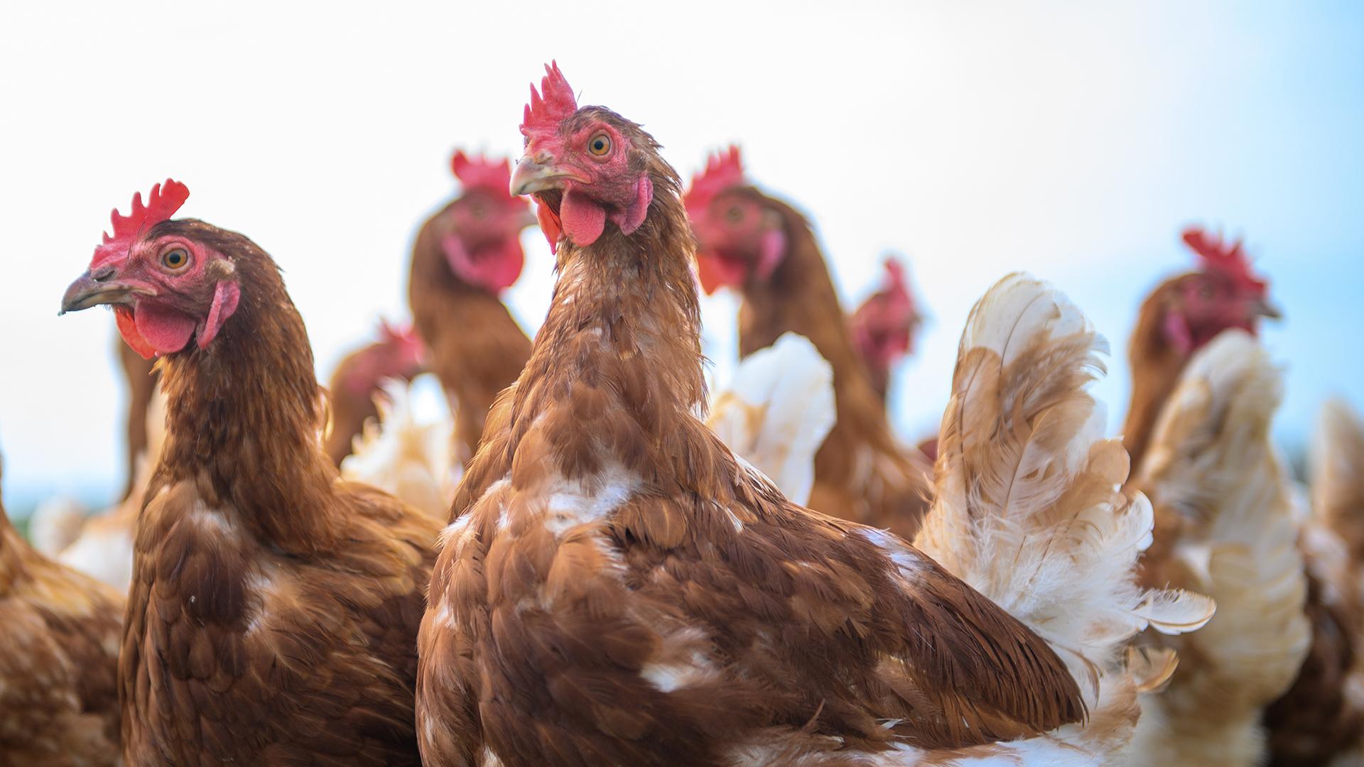 Фото: Klaus-Dietmar Gabbert globallookpress.com