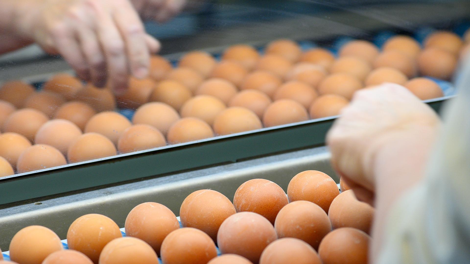 Фото: Klaus-Dietmar Gabbert globallookpress.com