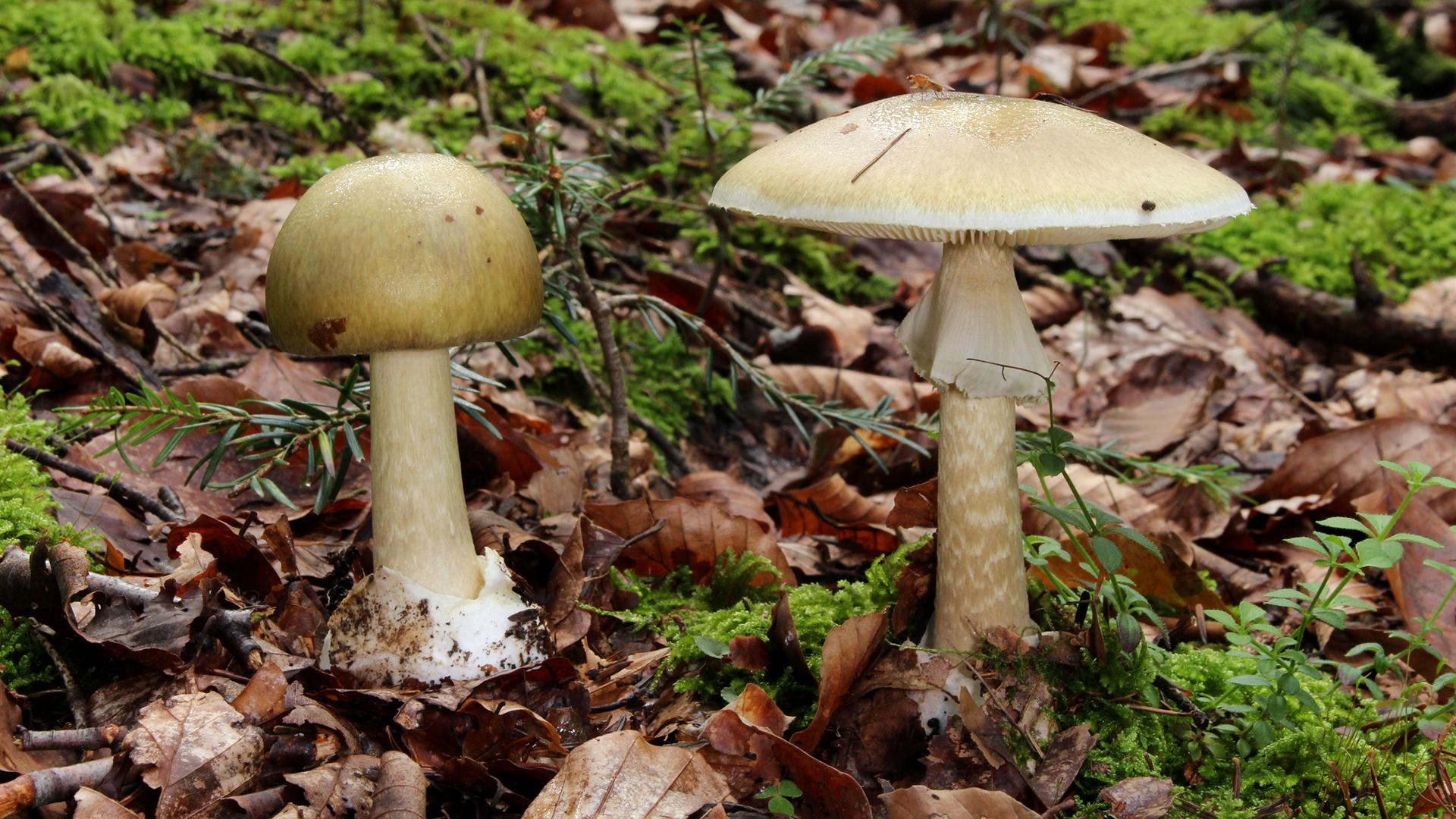 Фото: wikimedia.org Holger Krisp; CC BY-SA 4.0