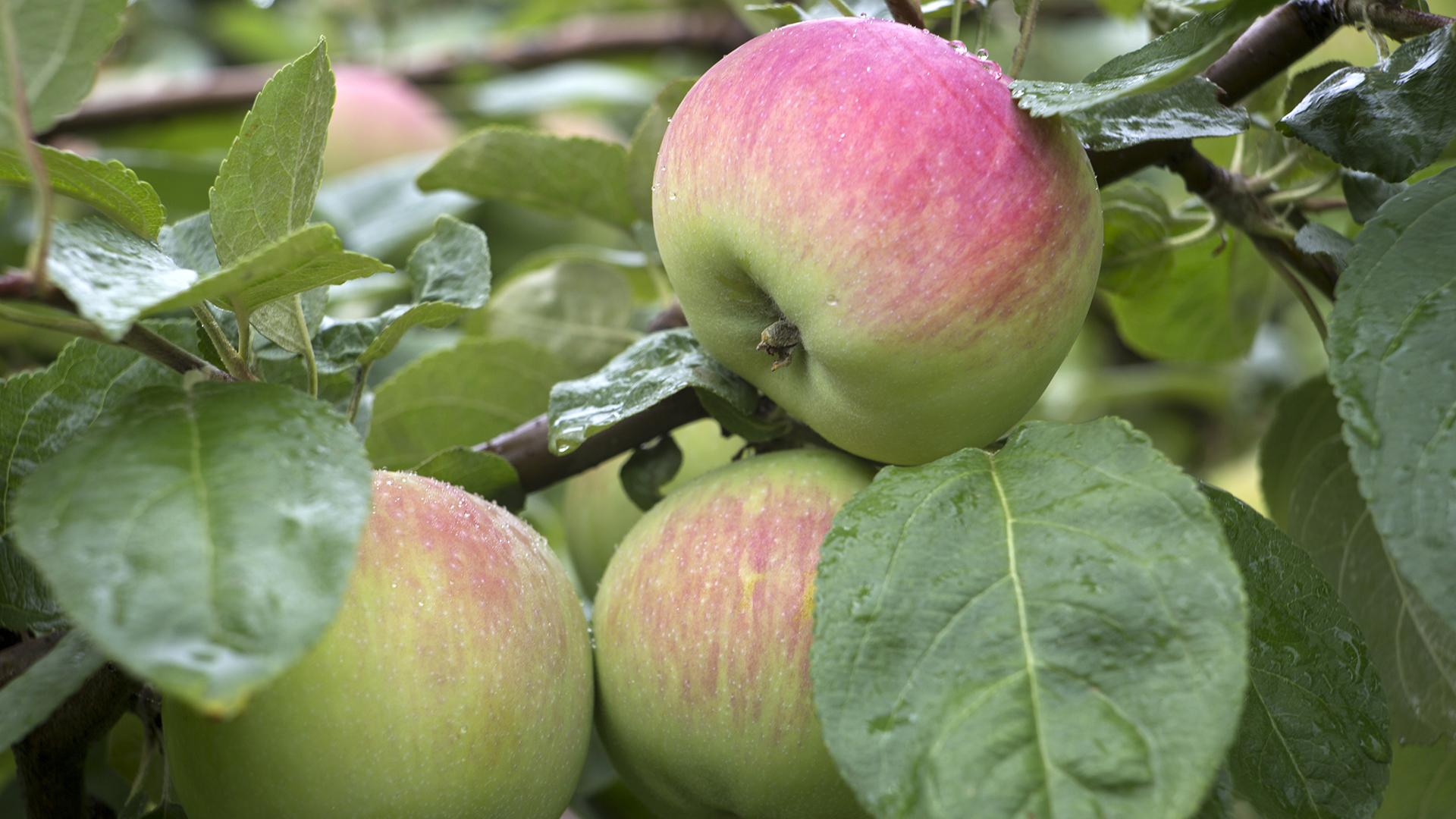 Фото: Nikolay Gyngazov globallookpress.com