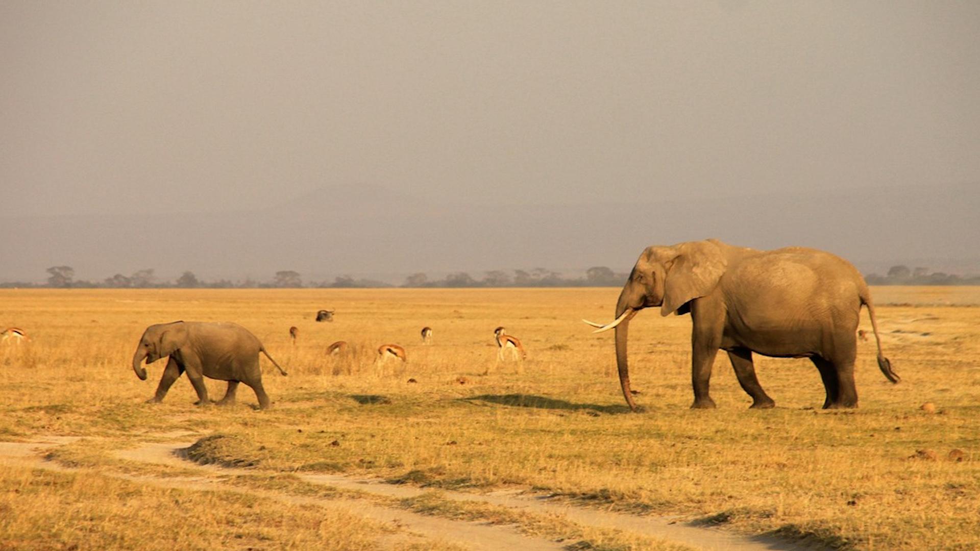 Фото: pixabay.com