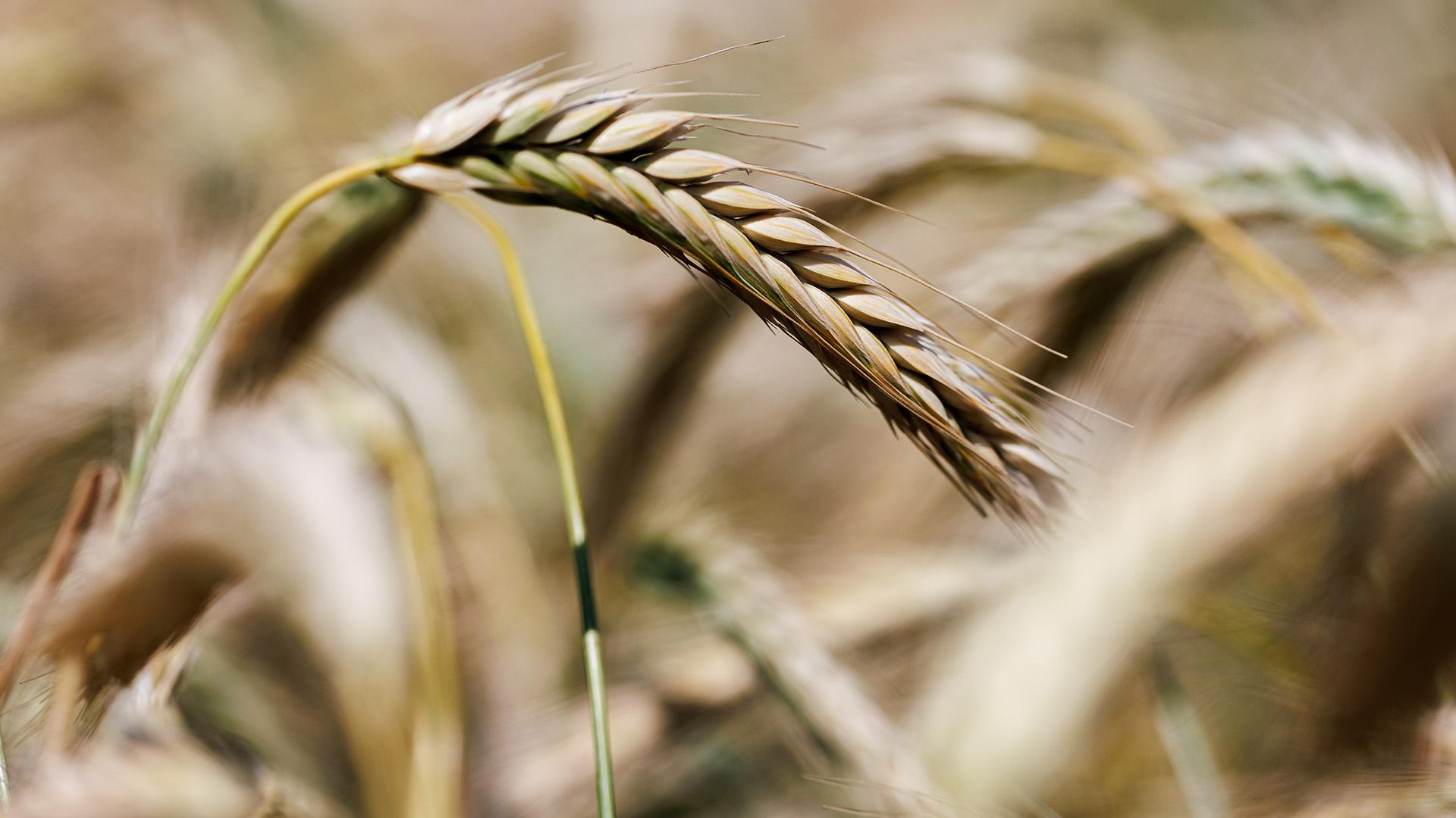 Фото: Sergey Elagin globallookpress.com