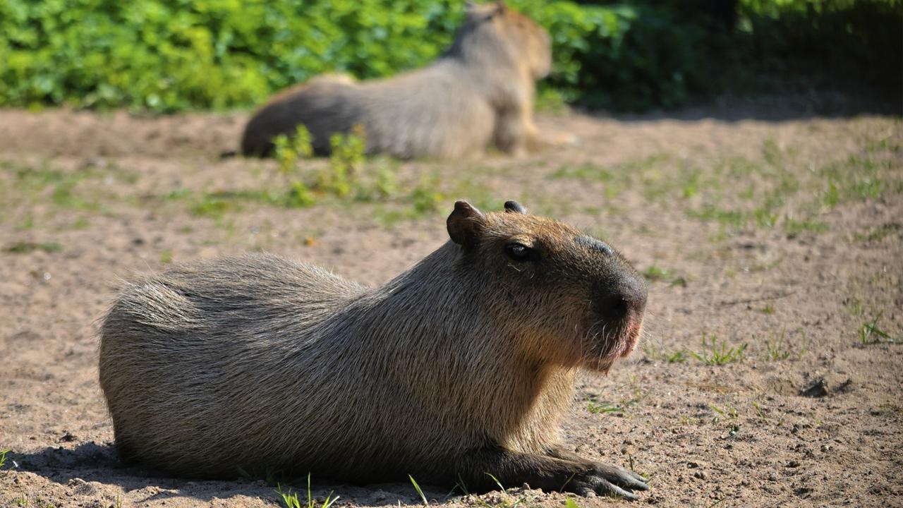 Фото: пресс-служба Ленинградского зоопарка