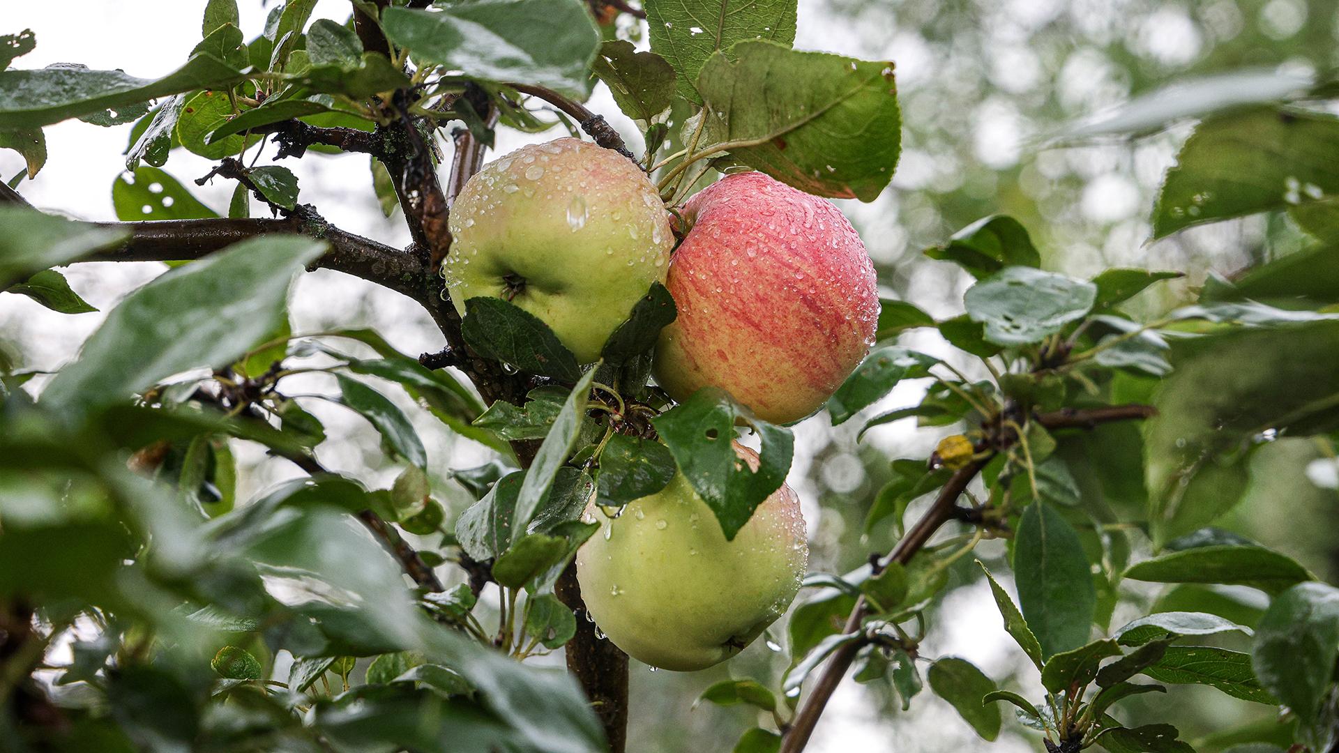 Фото: Andrey Titov globallookpress.com