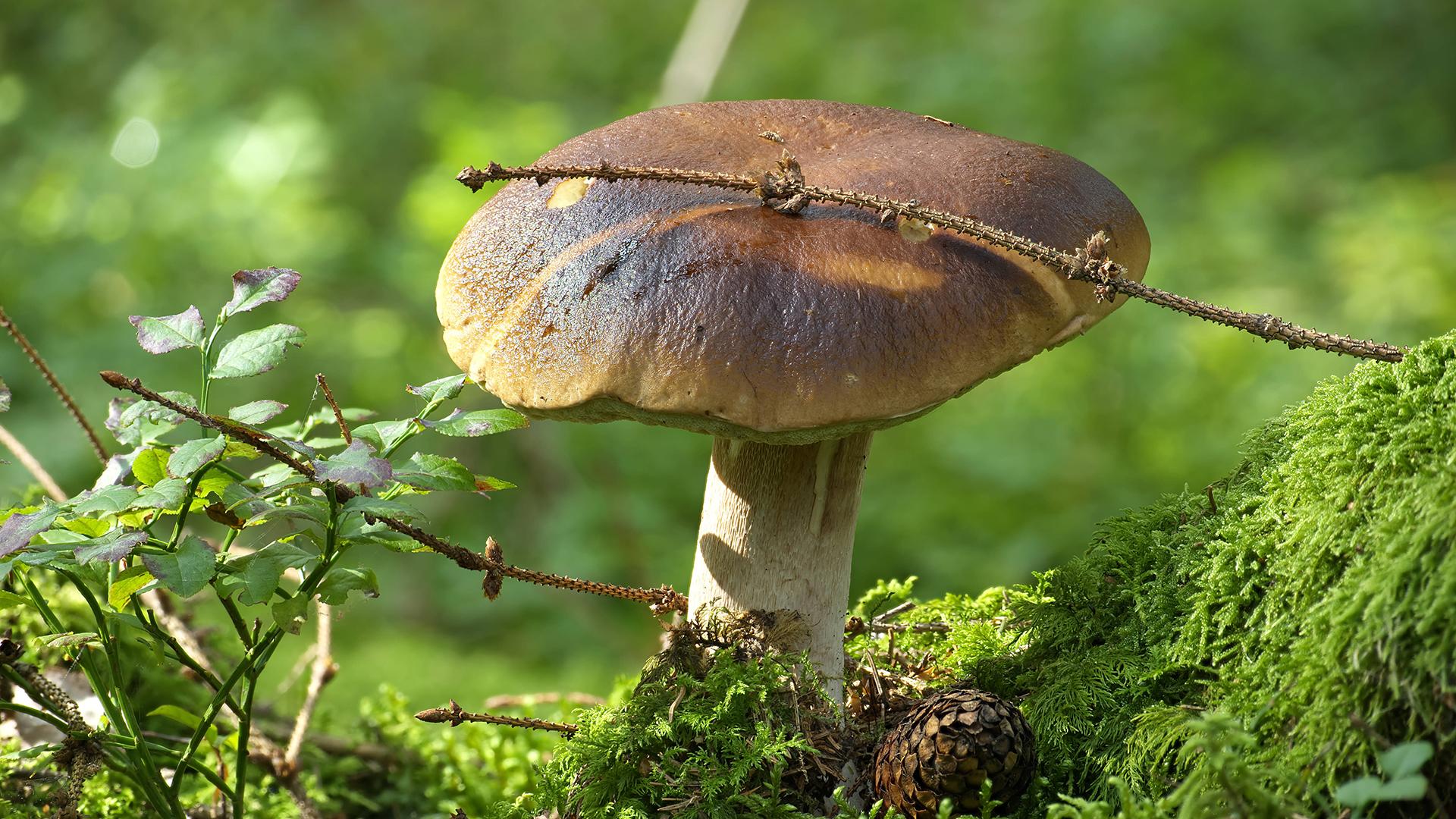 Фото: IMAGO Zoonar.com Nerijus Liobe globallookpress.com