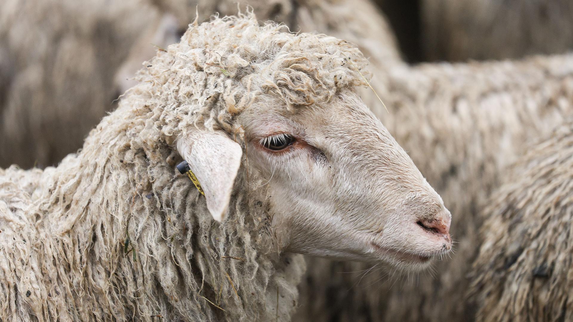 Фото: Andrey Titov globallookpress.com