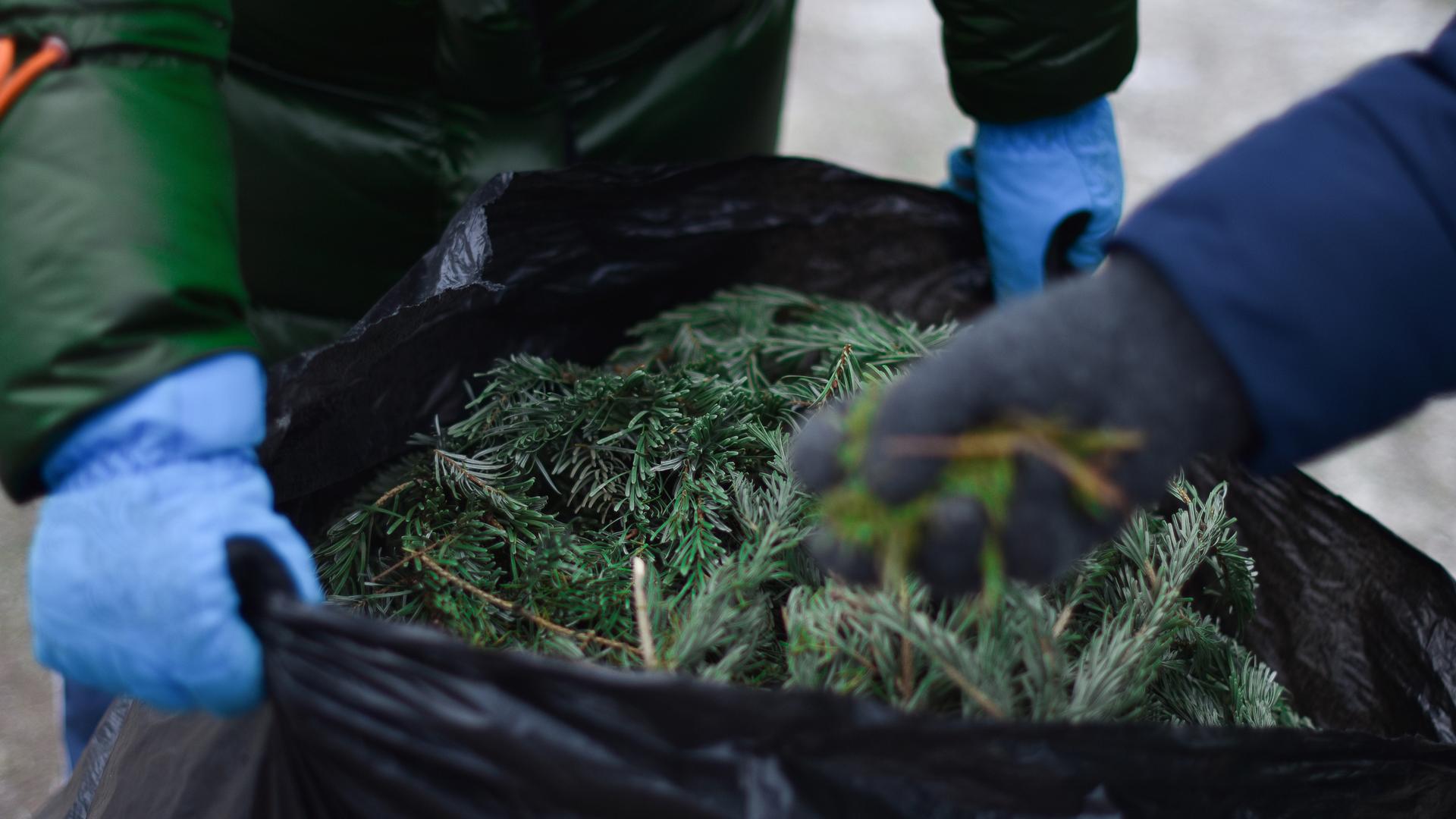 Фото: vk.com elki_palki_zchepa