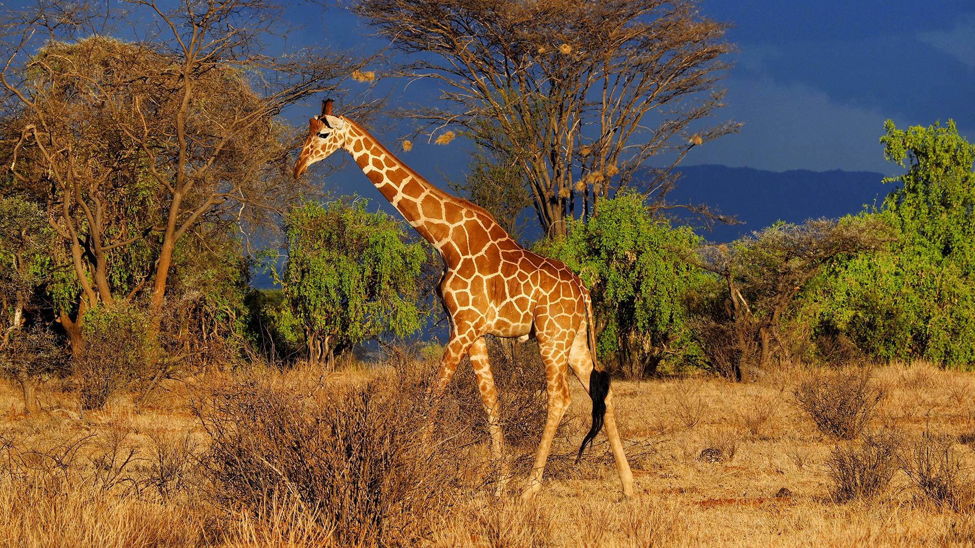 Фото: imago stock&people globallookpress.com