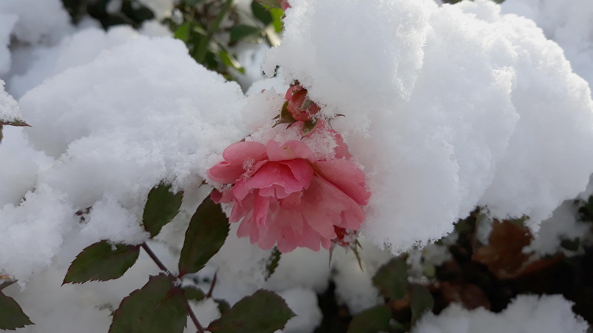Фото: Zamir Usmanov globallookpress.com