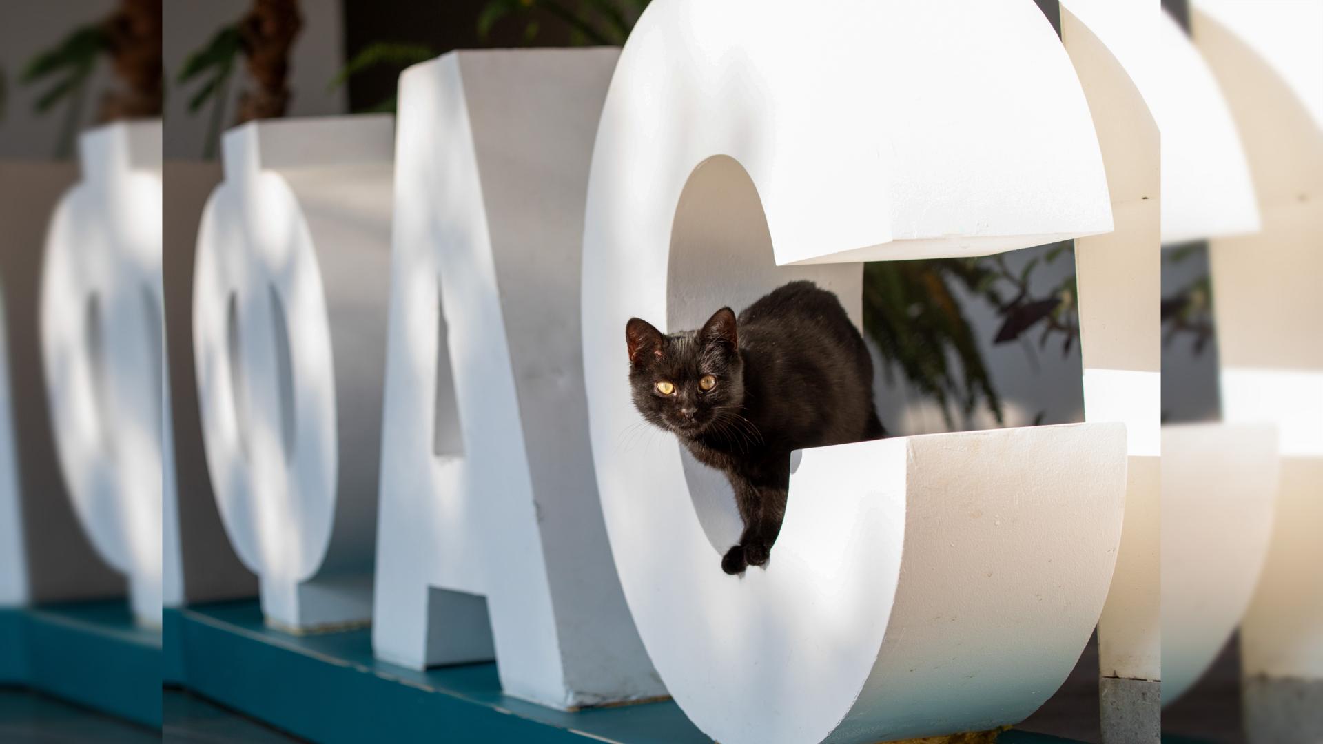 Фото: vk.com fasrussia