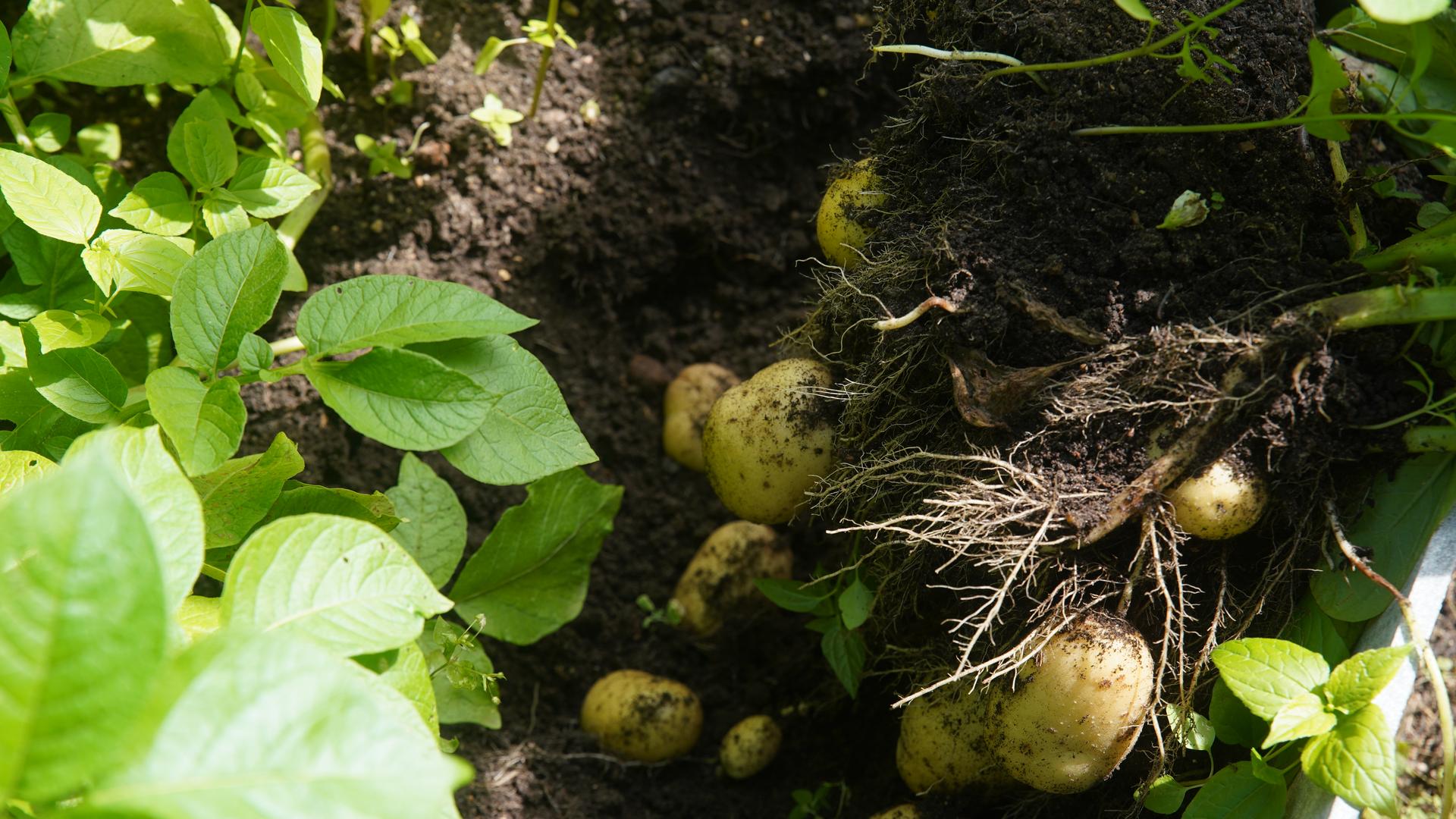 Фото: ИЗВЕСТИЯ Эдуард Корниенко