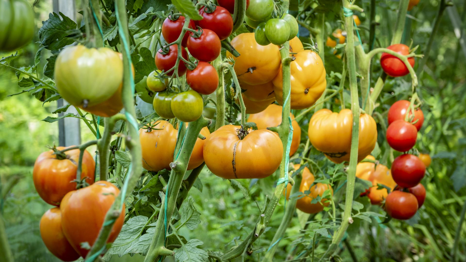 Фото: ИЗВЕСТИЯ Константин Кокошкин