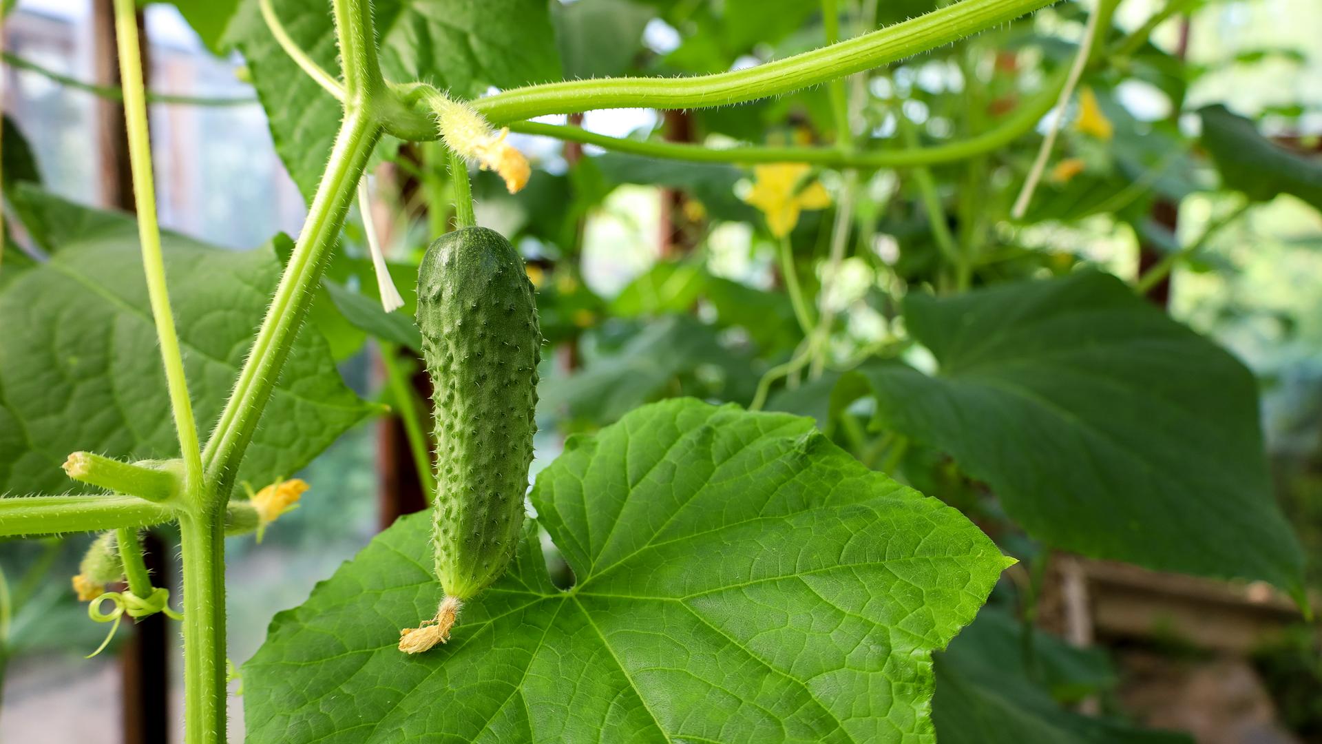 Готово: Elena Mayorova Global Look Press