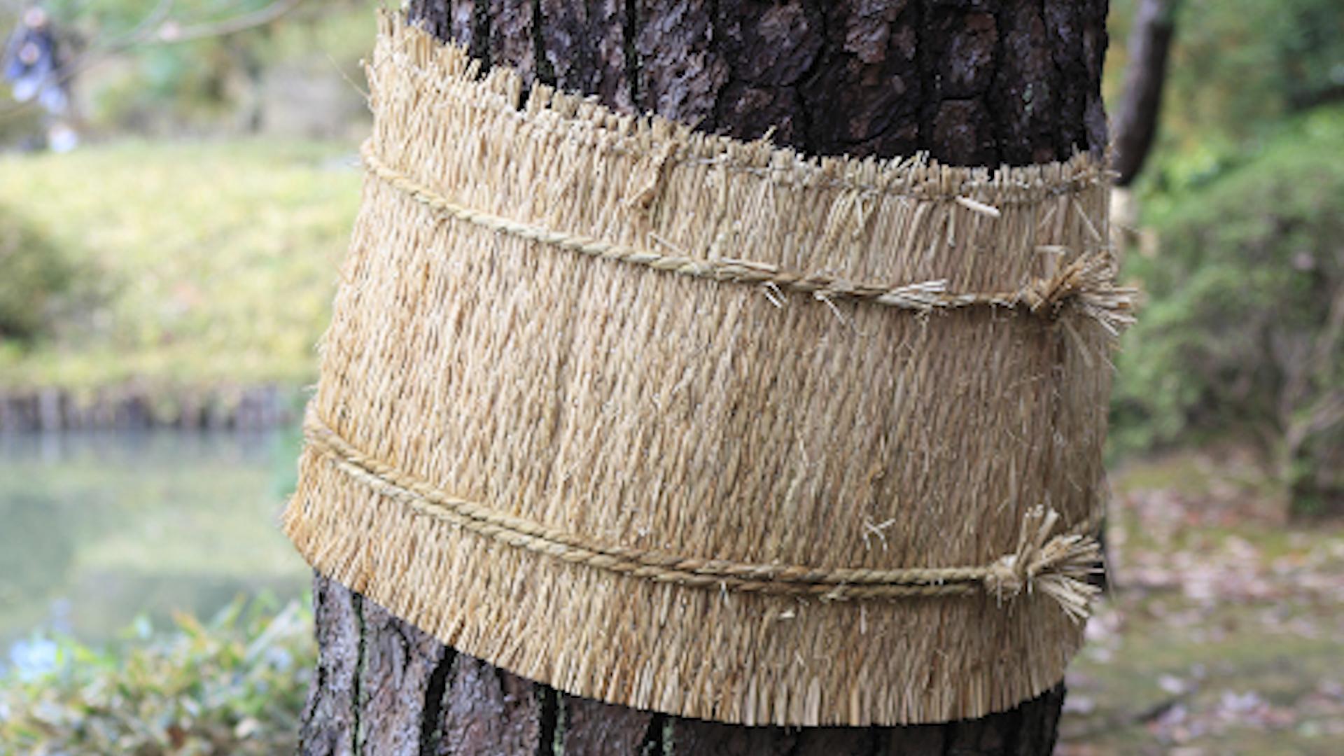 Фото: supersadovnik.ru