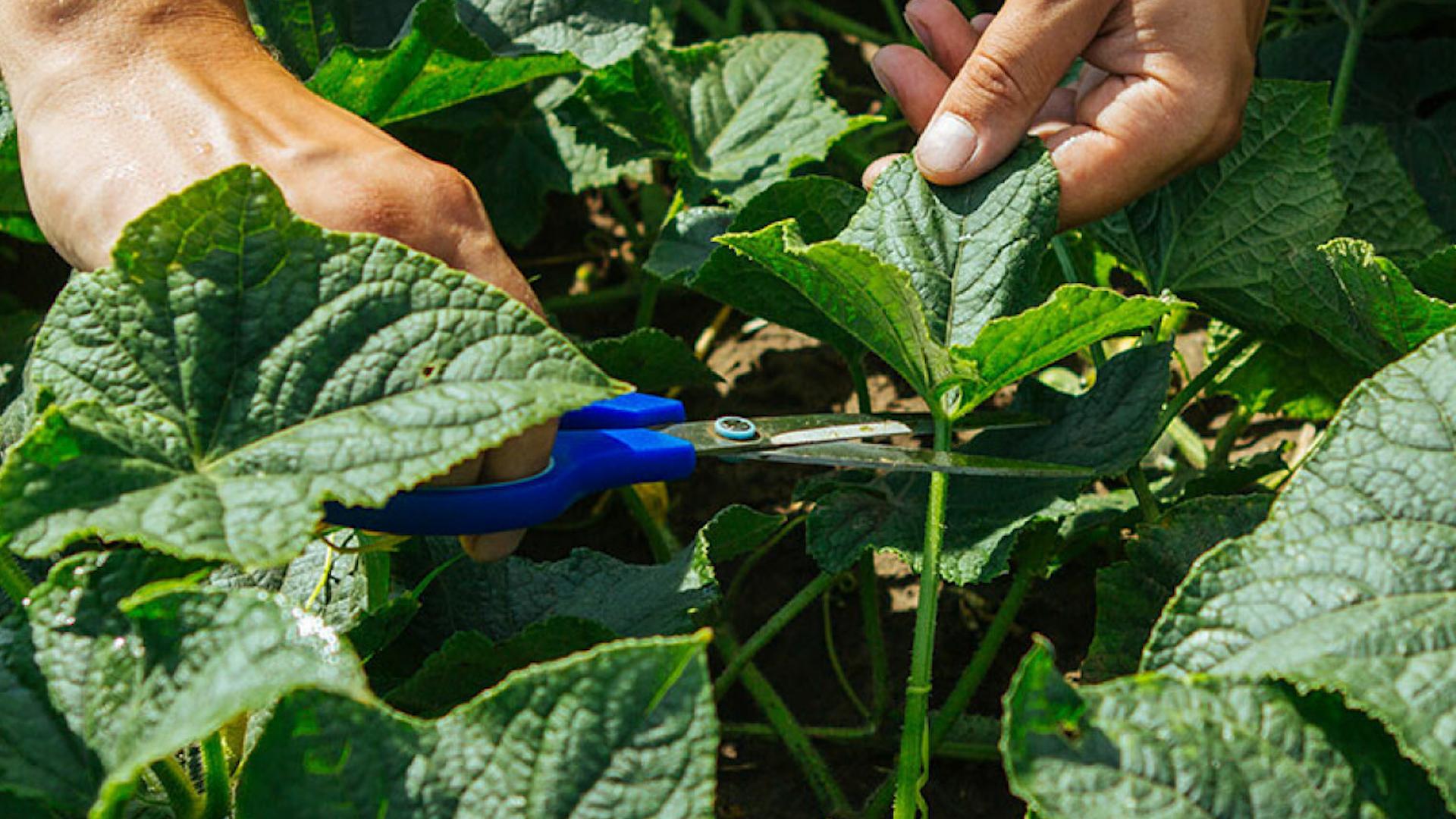 Фото: aoplatforma.com