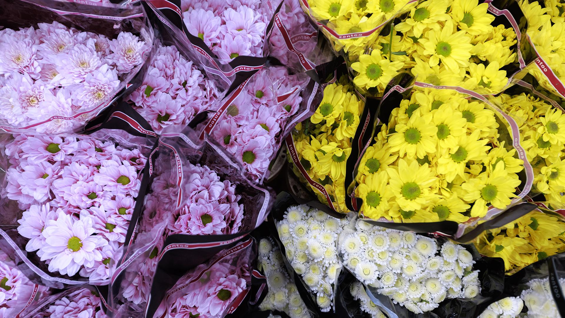 Фото: Sergey Elagin globallookpress.com