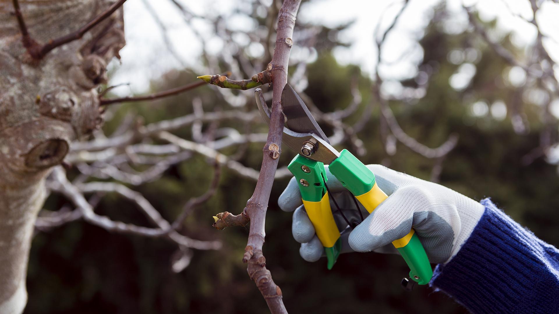 Фото: freepik.com