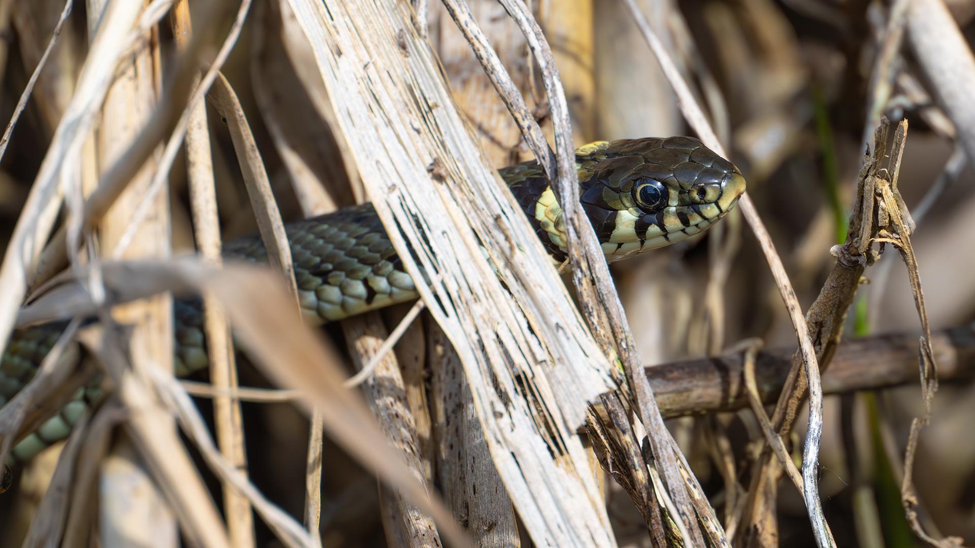 Фото: Patrick Pleul globallookpress.com