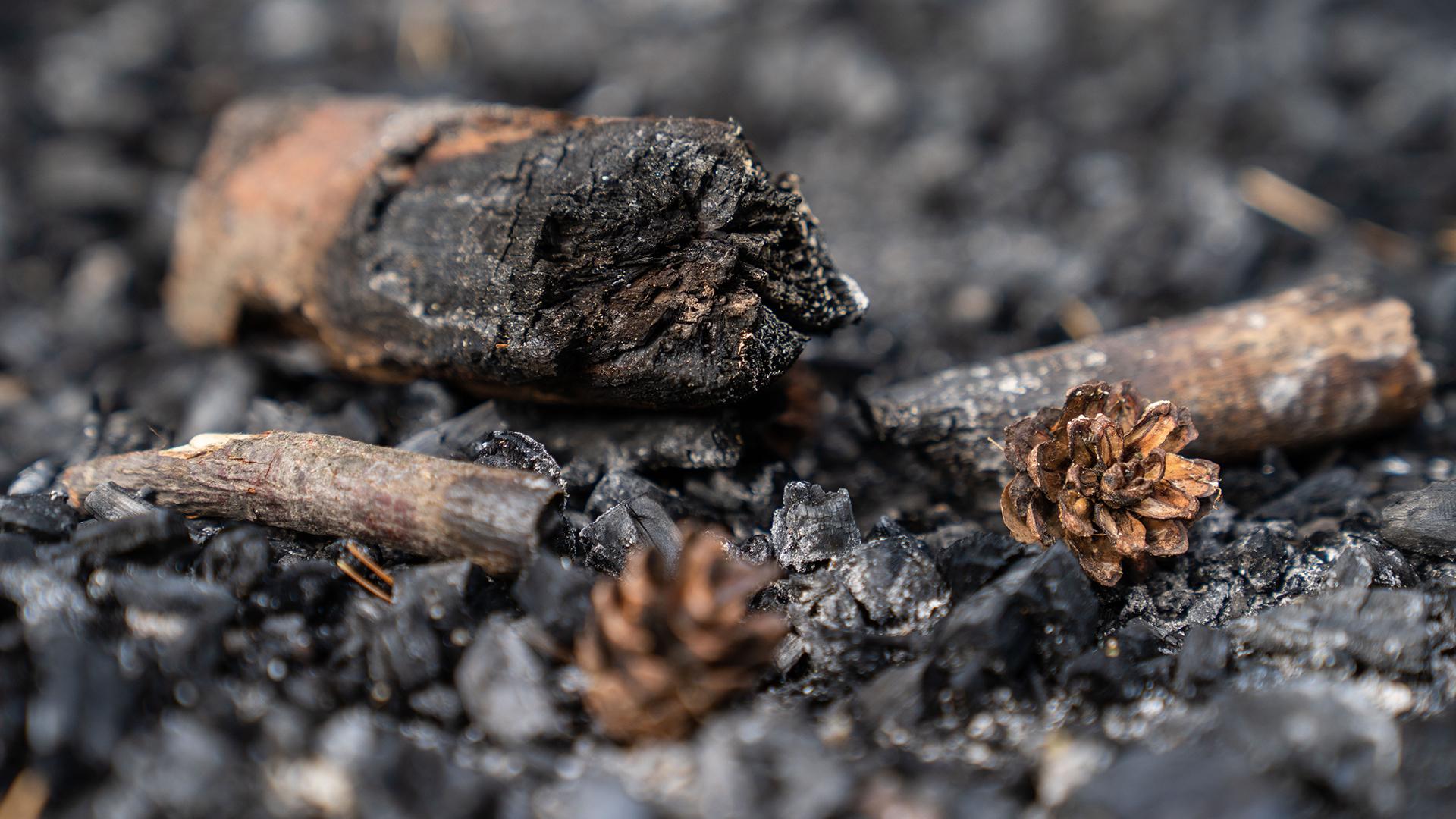 Фото: Nicolas Armer globallookpress.com