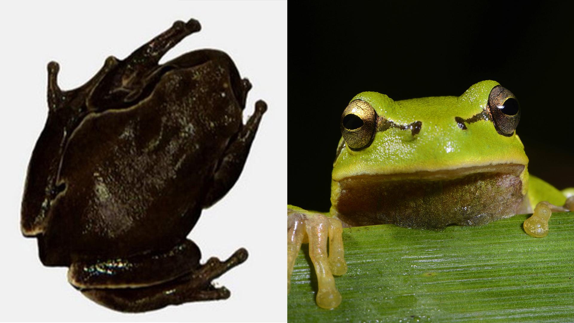 Чёрная чернобыльская квакша и обычная зелёная  Фото: Univercity of Orizaola; imago stock&people globallookpress.com