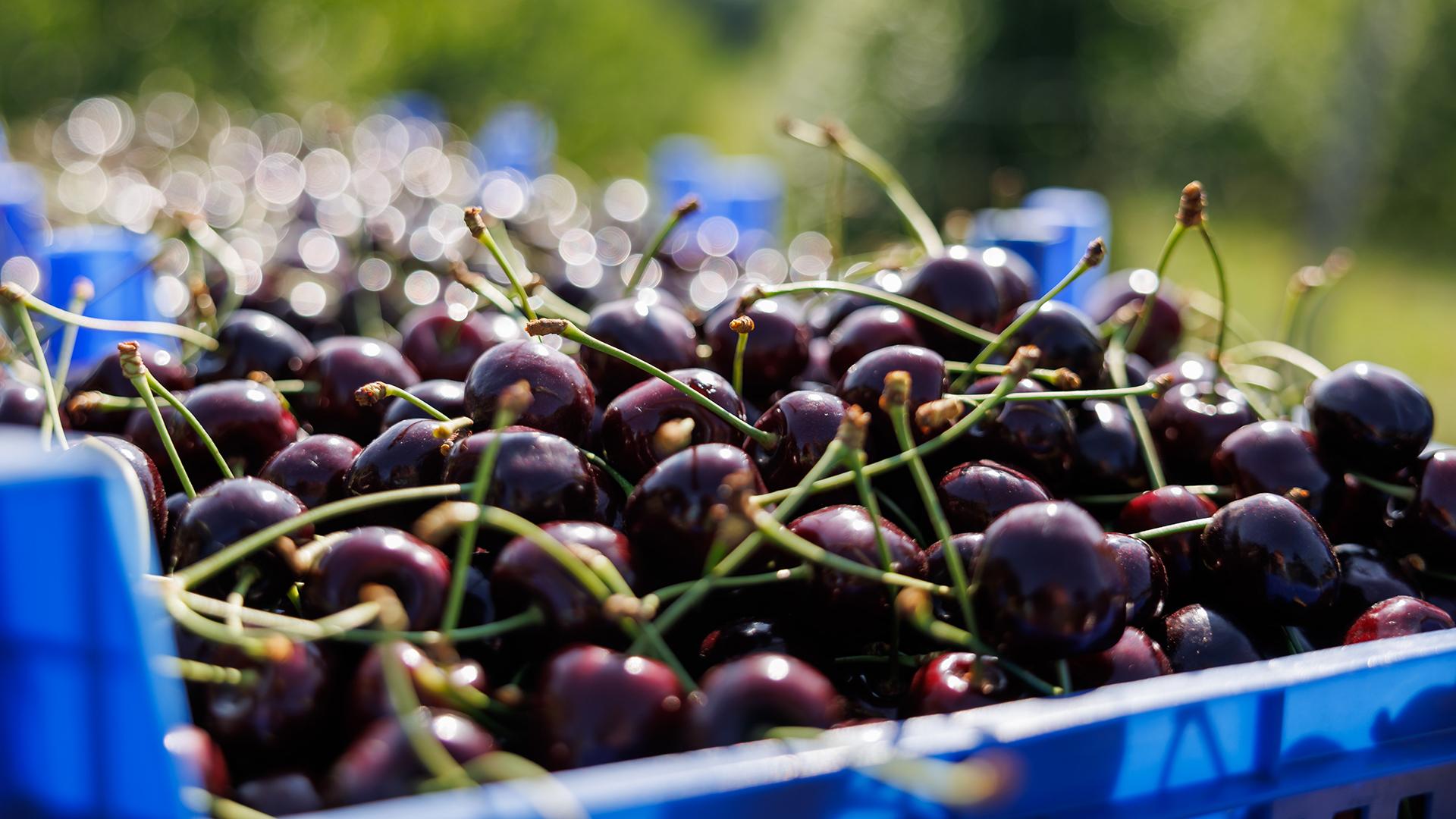 Фото: Daniel Karmann globallookpress.com