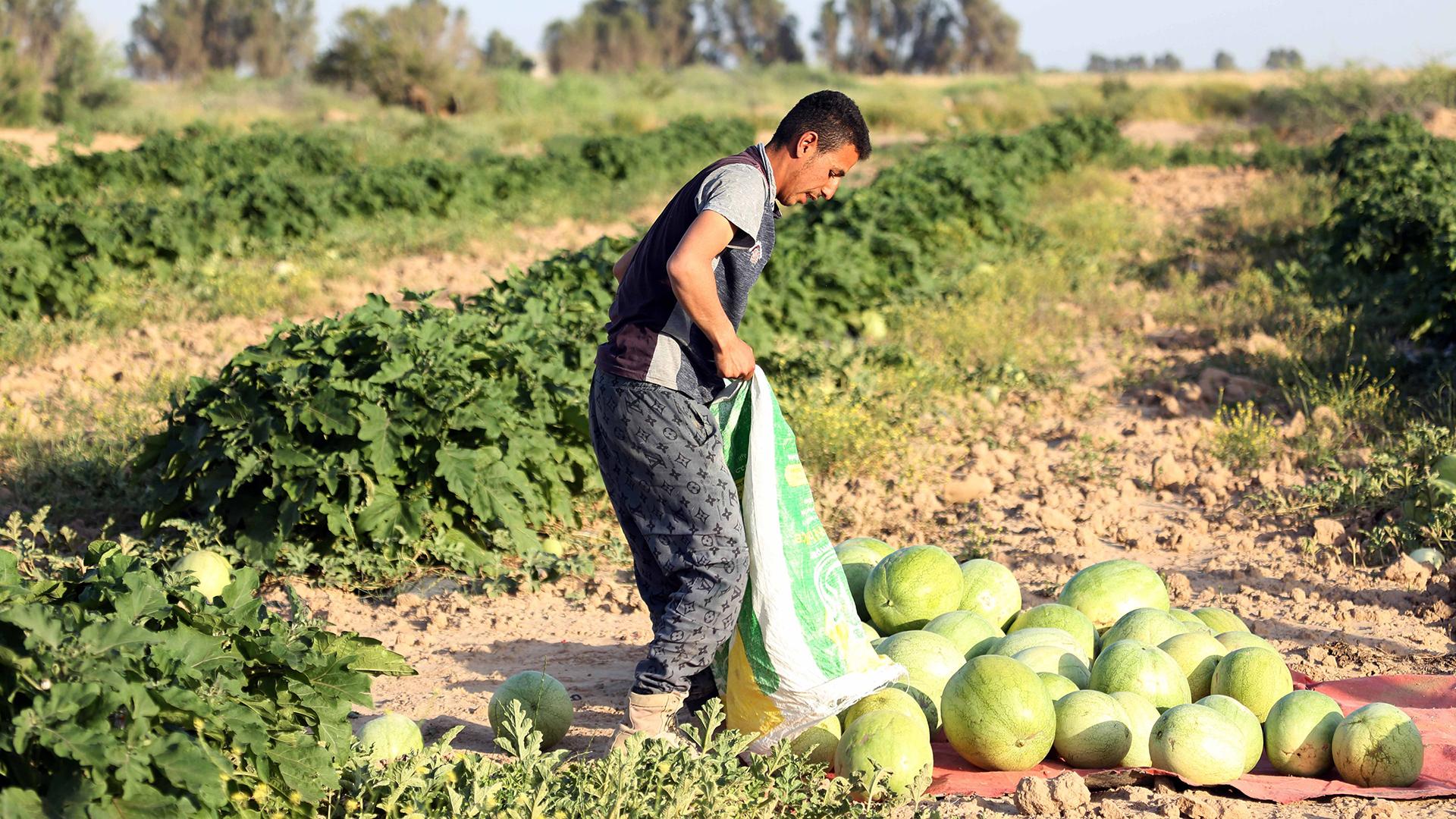 Фото: Khalil Dawood globallookpress.com