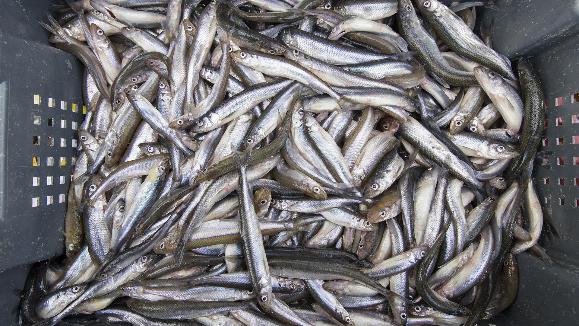 Фото: Aleksey Smyshlyaev globallookpress.com