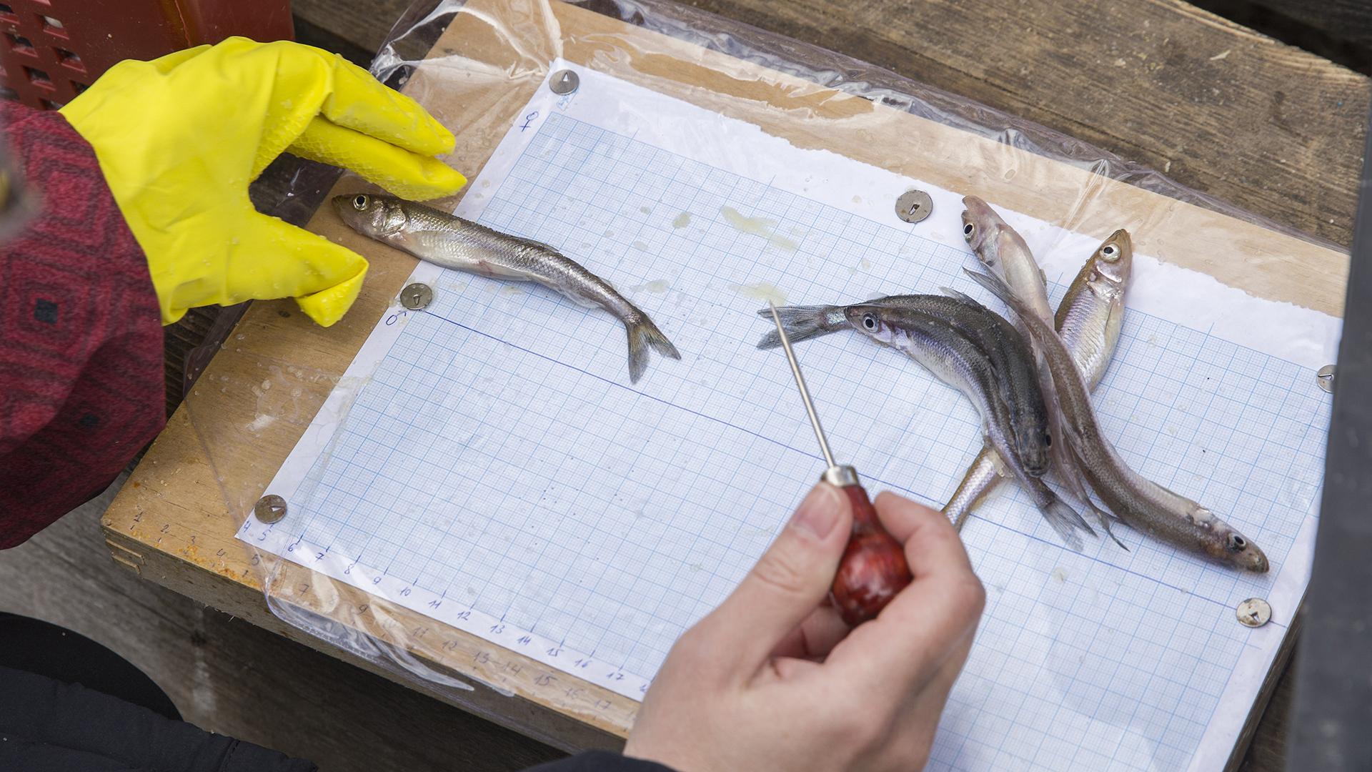 Фото: Aleksey Smyshlyaev globallookpress.com