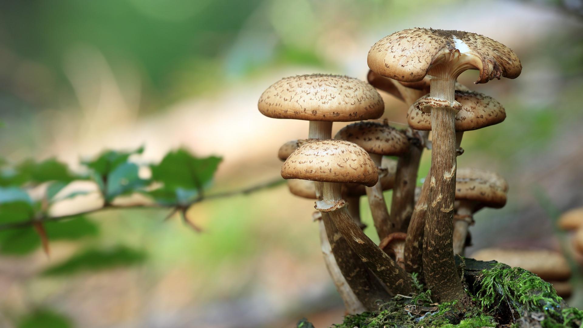 Фото: pixabay 