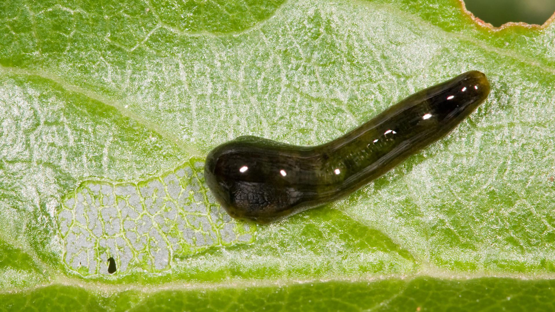 Фото: wikipedia.org fir0002