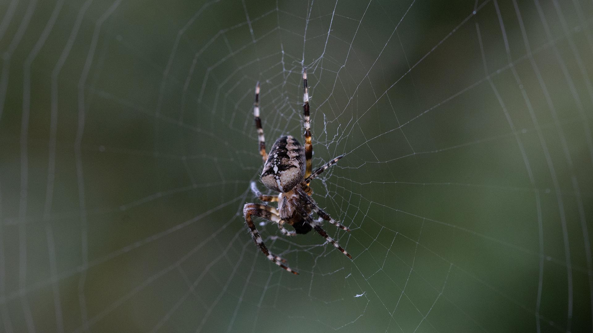 Фото: pexels.com