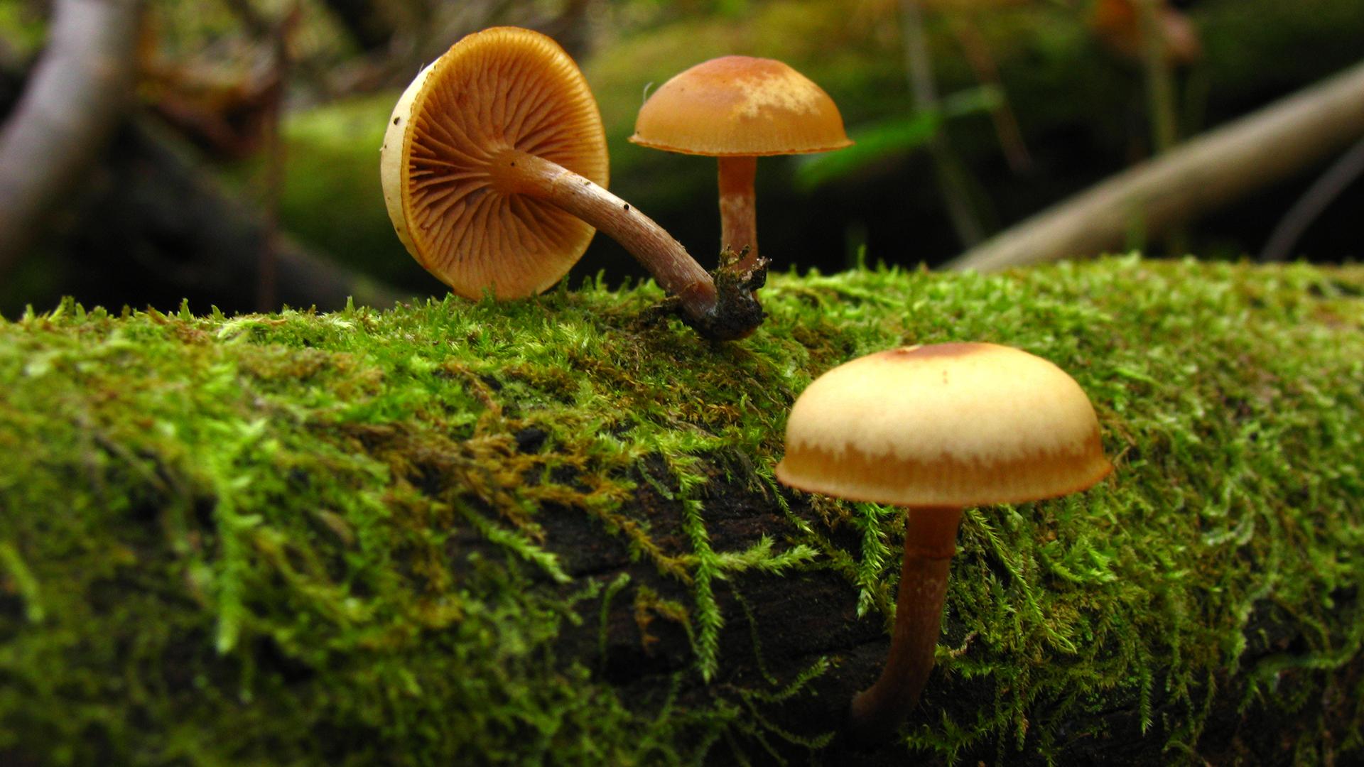 Фото: wikipedia.org Dan Molter; CC BY-SA 3.0